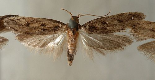 Niditinea fuscella